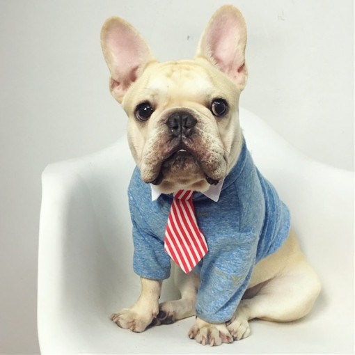 Dog CEO Collar Pet bow ties